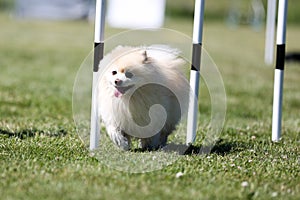 pomeranian spitz running dog agility slalom