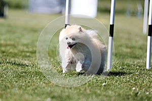 pomeranian spitz running dog agility slalom