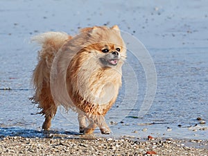 Pomeranian Spitz strolls along the seashore