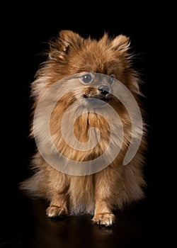 pomeranian spitz in studio