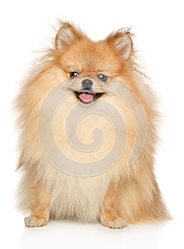 Pomeranian Spitz on white backround