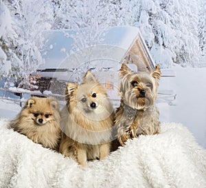 Pomeranian, Spitz and Yorkshire Terrier sitting together in winter scene