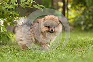 Pomeranian stands on the green grass