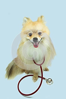 Pomeranian and a stethoscope