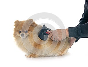 pomeranian in studio