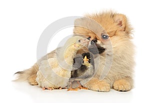 Pomeranian and two chickens on a white background