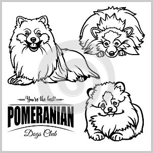 Pomeranian - vector set isolated illustration on white background photo