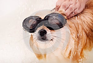 The Pomeranian washes and takes a shower. The dog is washed in the bathroom with goggles.