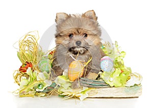 Pomeranian-yorkie hybrid puppy in Easter decorations