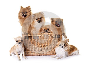 Pomeranians and chihuahuas in studio