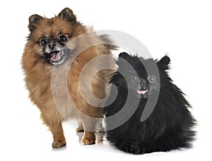 Pomeranians in studio