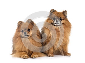 Pomeranians in studio