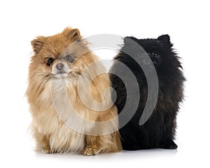 Pomeranians in studio