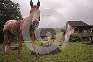 Pomerode, Santa Catarina, Brazil - November 26, 2015: Low angle view of a horse at the Rota Enxaimel  Half-Timbered Route photo