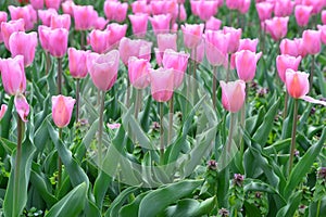 Pomerol Tulips at Windmill Island Tulip Garden