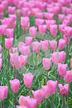 Pomerol Tulips at Windmill Island Tulip Garden