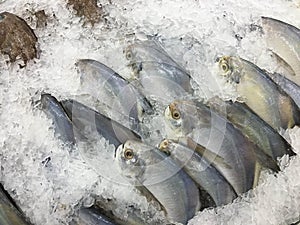 Pomfret fish frozen