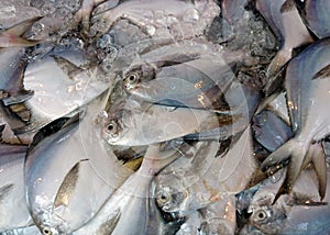 Pomfret fish on ice