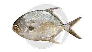 Pomfret fish isolated on white background