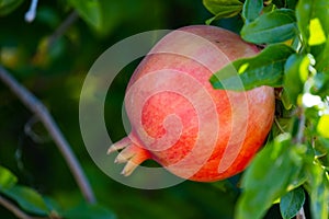 Pomgranate close up on the tree