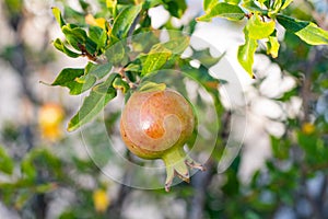 Pomgranate close up on the tree