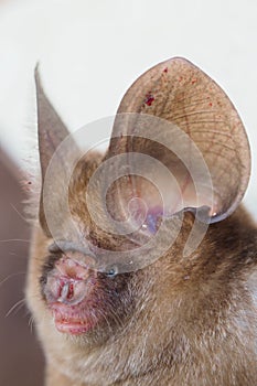 Pomona Leaf nosed Bat Hipposideros pomona