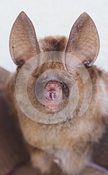 Pomona Leaf nosed Bat Hipposideros pomona