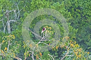Pompadour Cotinga in an Amazon Rainforest Tree