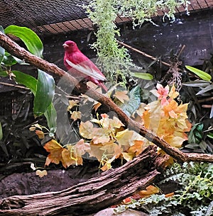 Pompadour Cotinga in captivity