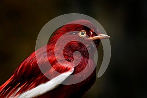 Pompadour cotinga, Xipholena punicea, exotic rare tropical bird in the nature habitat, dark green forest, Amazon, Brazil. Wildlife photo