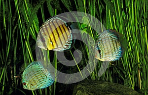 POMPADOUR DISCUS FISH symphysodon aequifasciatus