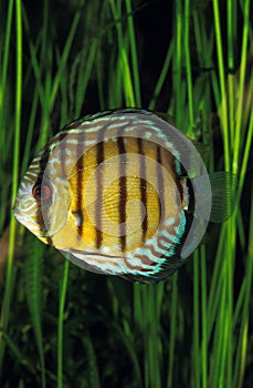 Pompadour Discus Fish, symphysodon aequifasciatus, Adult