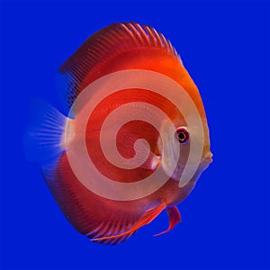 Pompadour (Discus) fish
