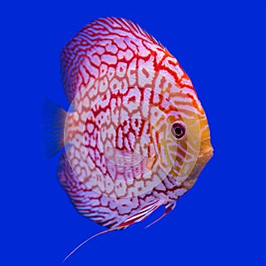 Pompadour (Discus) fish