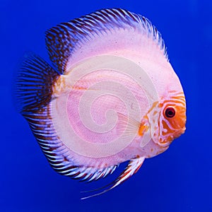 Pompadour (Discus) fish