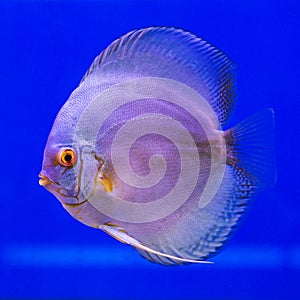 Pompadour (Discus) fish