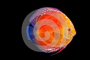 Pompadour fish in black background