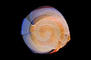 Pompadour fish in black background