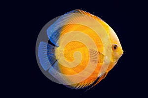 Pompadour fish in black background