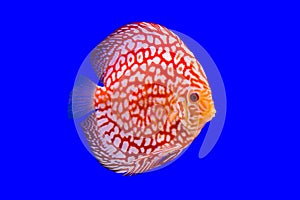 Pompadour fish on blue background