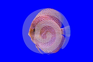 Pompadour fish photo