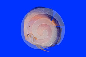 Pompadour fish photo