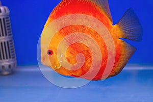 Pompadour fish in blue background photo