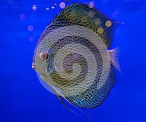 Pompadour fish on blue background It's a freshwater fish