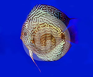 Pompadour fish on blue background It's a freshwater fish