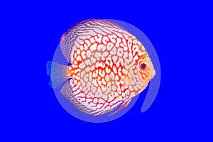 Pompadour fish series