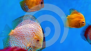 Pompadour fish are swimming in fish tank