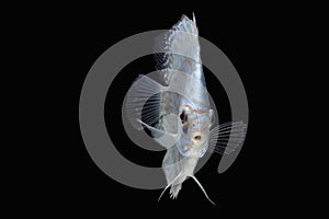 Pompadour (Discus) fish with copy space