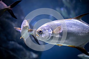 Pompano fish in an aquarium