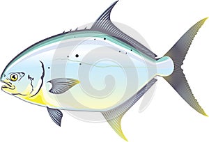 Pompano Florida fish vector illustration